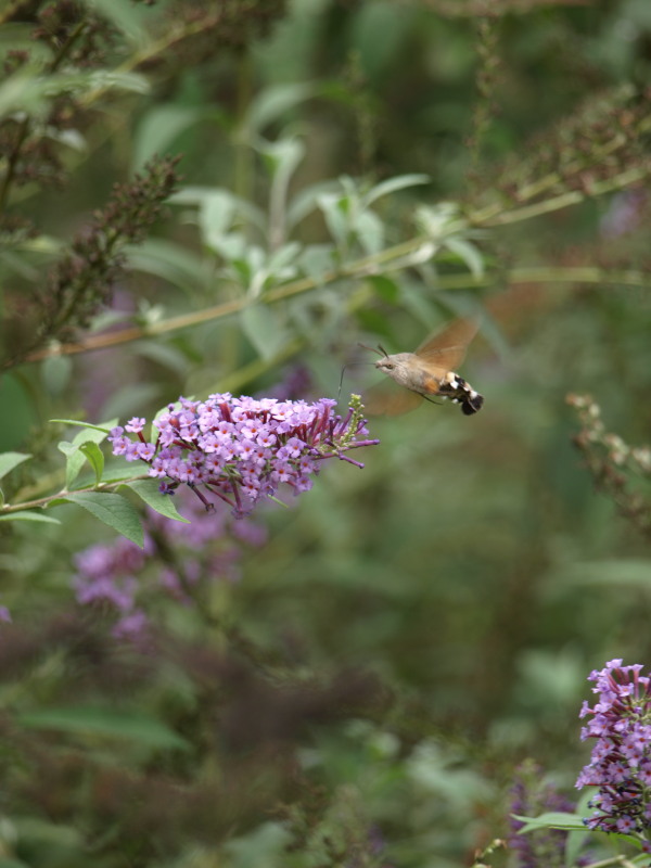 Pranzo? - Buddleja davidii